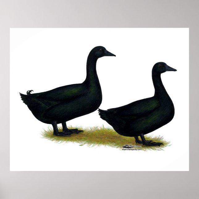 Ducks:  Black Cayugas Poster (Front)