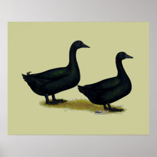 Ducks: Black Cayugas Poster