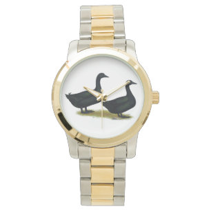 Ducks:  Black Cayugas Watch