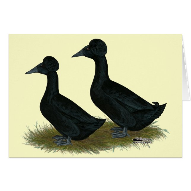 Ducks:  Black Crested (Front Horizontal)
