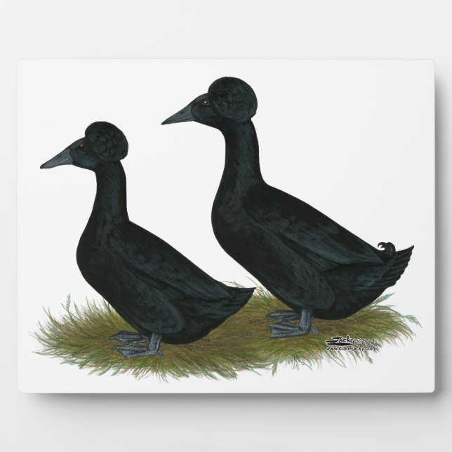 Ducks:  Black Crested Plaque (Front)