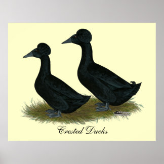 Ducks: Black Crested Poster