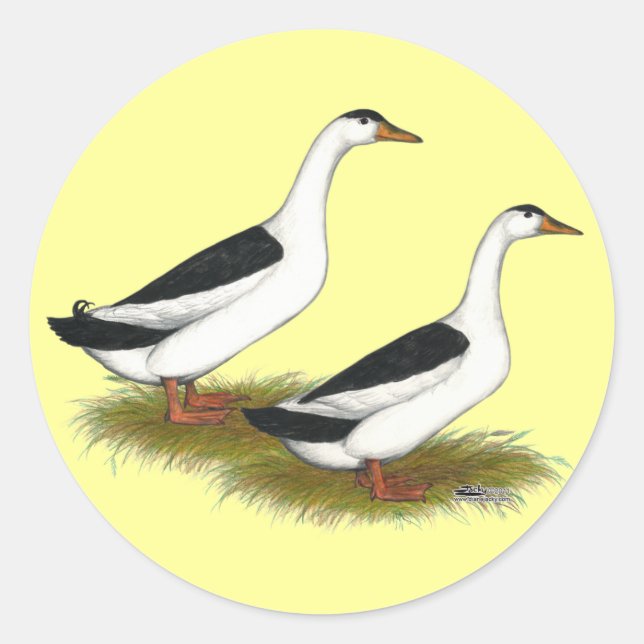 Ducks:  Black Magpies Classic Round Sticker (Front)