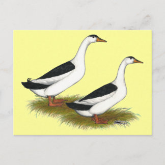 Ducks: Black Magpies Postcard