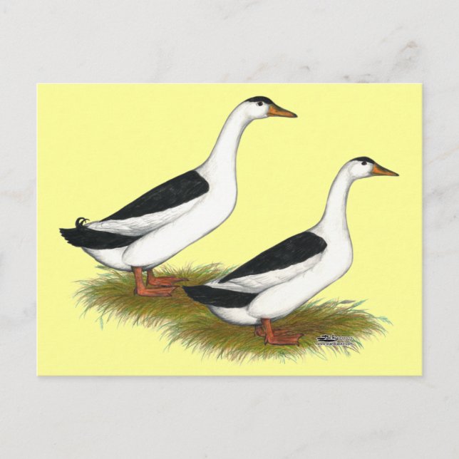 Ducks:  Black Magpies Postcard (Front)
