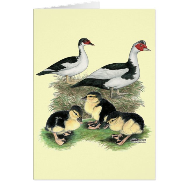 Ducks Black Pied Muscovy Family (Front)
