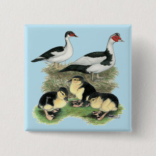 Ducks Black Pied Muscovy Family 15 Cm Square Badge