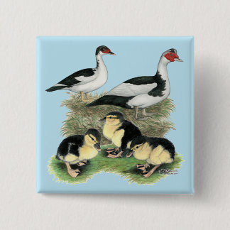 Ducks Black Pied Muscovy Family 15 Cm Square Badge
