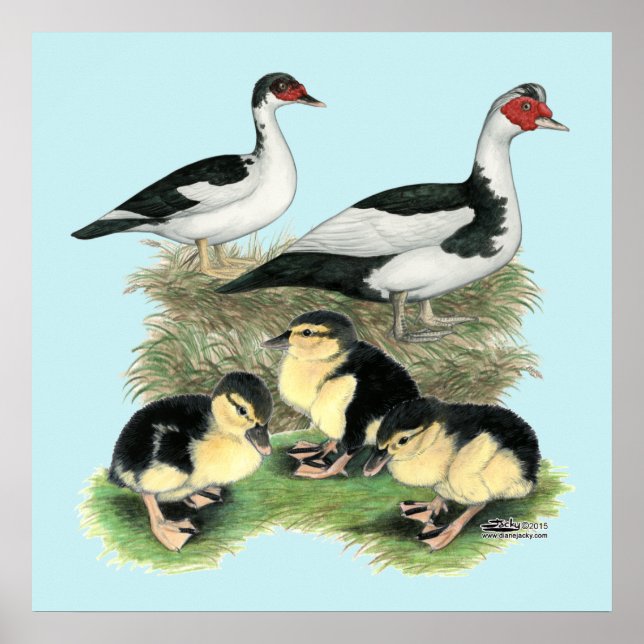 Ducks Black Pied Muscovy Family Poster (Front)