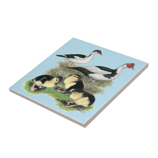 Ducks Black Pied Muscovy Family Tile (Side)
