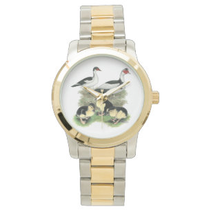 Ducks Black Pied Muscovy Family Watch