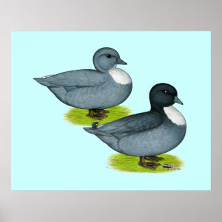 Ducks: Blue Calls Poster