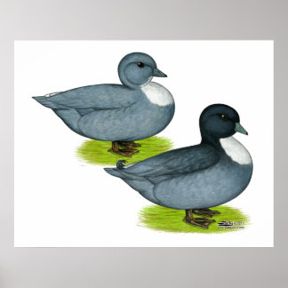 Ducks: Blue Calls Poster