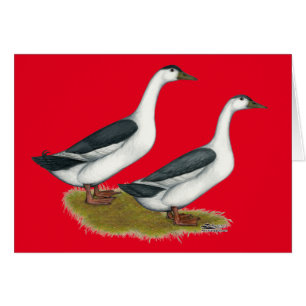 Ducks:  Blue Magpies