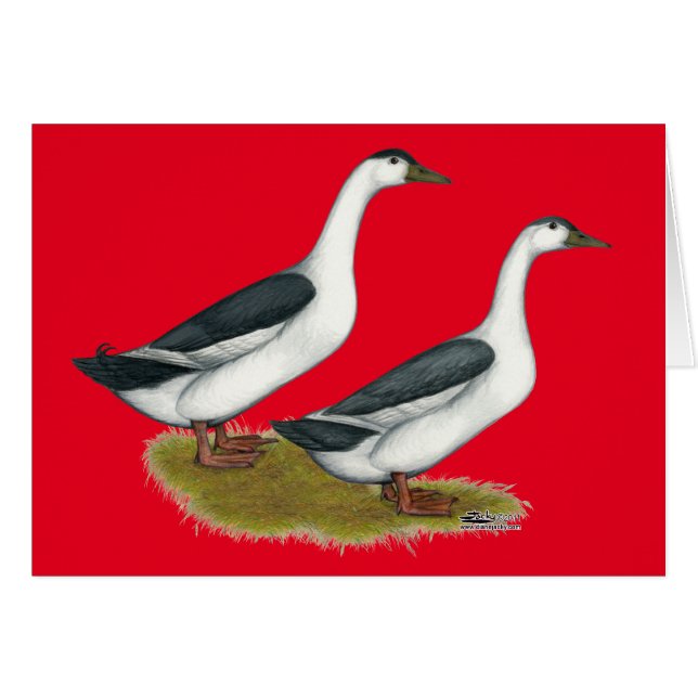 Ducks:  Blue Magpies (Front Horizontal)