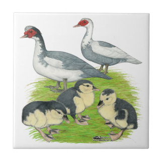 Ducks Blue Pied Muscovy Family Tile