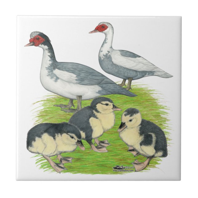 Ducks Blue Pied Muscovy Family Tile (Front)