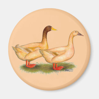 Ducks:  Buff Orpington Magnet