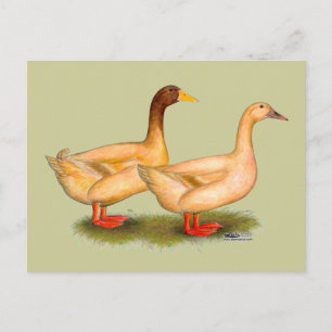 Ducks: Buff Orpington Postcard