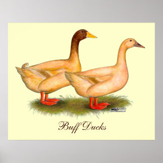 Ducks: Buff Orpington Poster