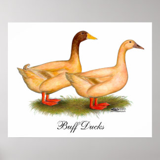 Ducks:  Buff Orpington Poster