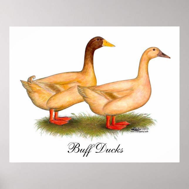 Ducks:  Buff Orpington Poster (Front)