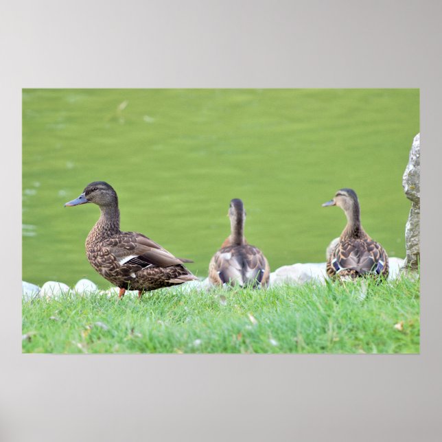 Ducks by Pond Poster (Front)