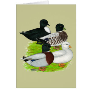 Ducks:  Call Quartet