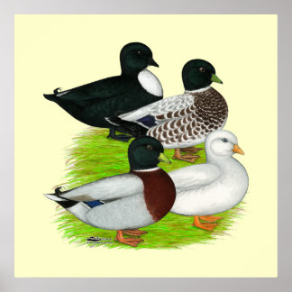 Ducks: Call Quartet Poster