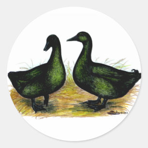 Ducks:  Cayuga Pair Classic Round Sticker