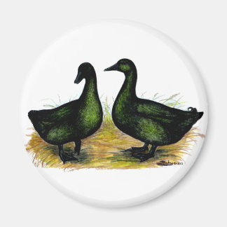 Ducks:  Cayuga Pair Magnet