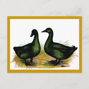 Ducks: Cayuga Pair Postcard