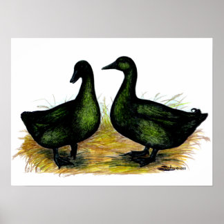 Ducks: Cayuga Pair Poster