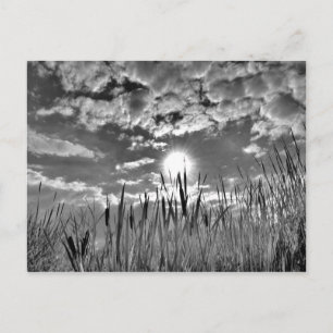 Duck's Eye View Postcard