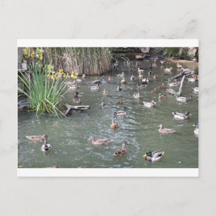 Ducks Feeding Postcard