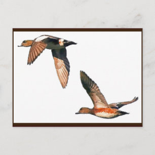 Ducks Flying Postcard
