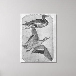 Ducks, from the The Vallardi Album Canvas Print