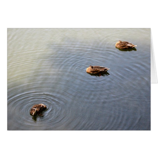 ducks in a pond (Front Horizontal)