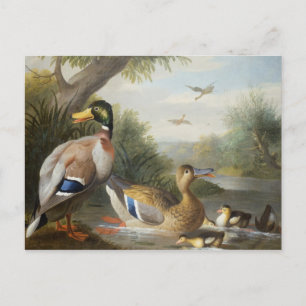 Ducks in a River Landscape Postcard
