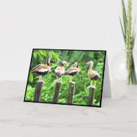 Ducks in a Row Folded Greeting Card