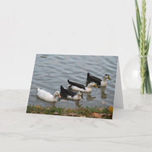 Ducks in a Row greeting card