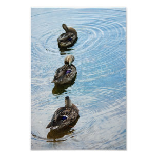 Ducks in a Row Photo Print