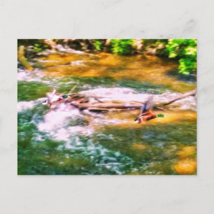 DUCKS IN FLIGHT POSTCARD