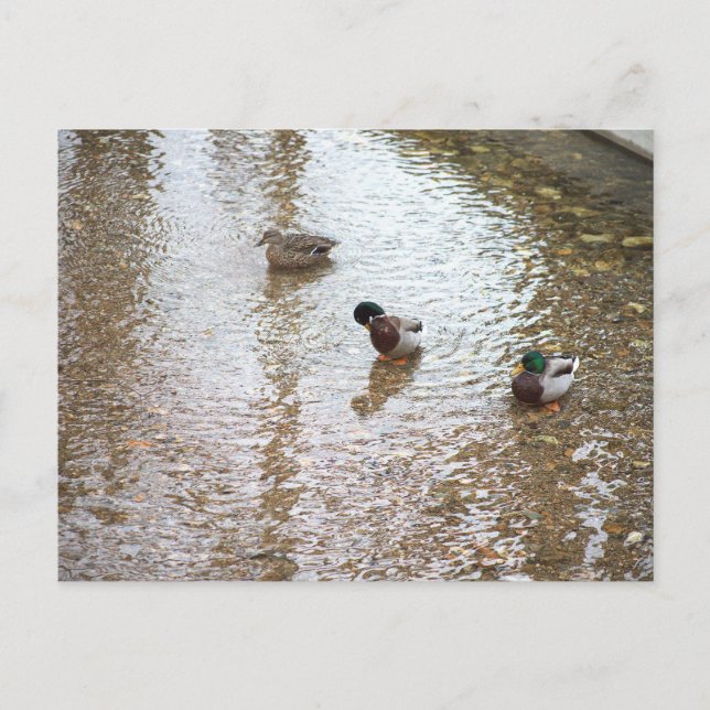 Ducks in Water Postcard (Front)