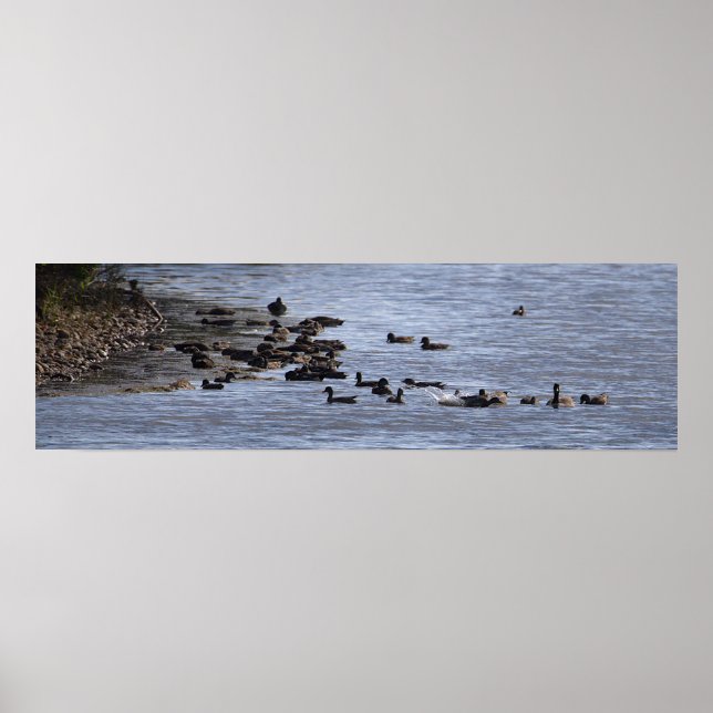 Ducks in Water Poster (Front)