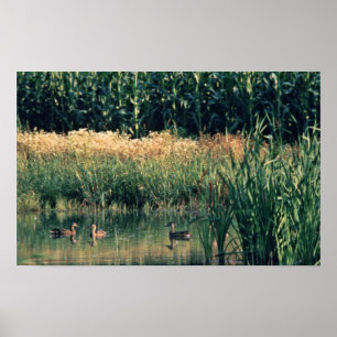 Ducks in Wetland Poster