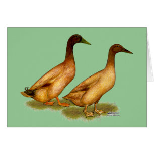 Ducks: Khaki Campbell