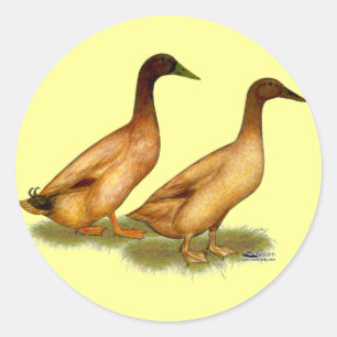 Ducks: Khaki Campbell Classic Round Sticker