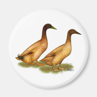 Ducks:  Khaki Campbell Magnet