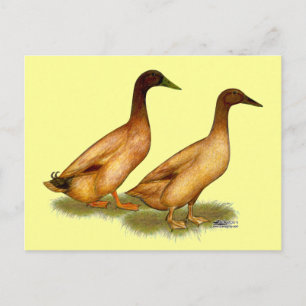 Ducks: Khaki Campbell Postcard